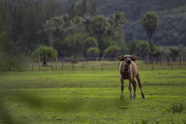 Younger water buffalo excited in agriculture field thailand — Stock Photo, Image