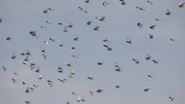 uçan homing güvercin kuş sürüsü 