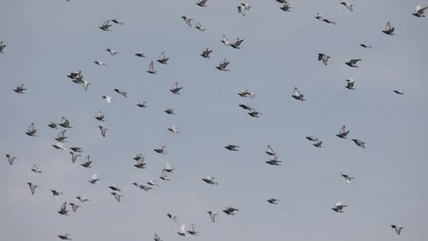 ホーミングハトの鳥の群れ飛ぶ — ストック動画