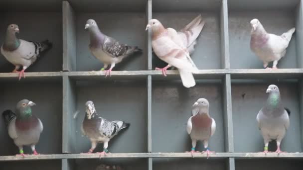 Tauben Auf Dem Heimischen Dachboden — Stockvideo