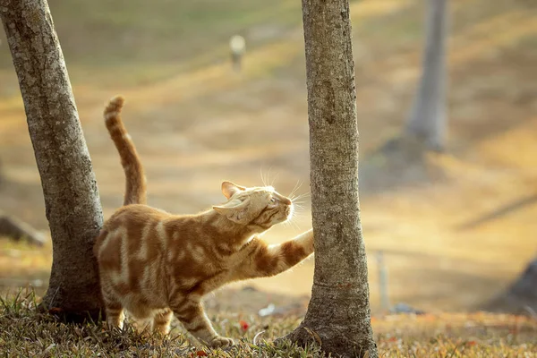 美しい光のフィールド上の雄猫のオレンジ色のパターン毛皮 — ストック写真