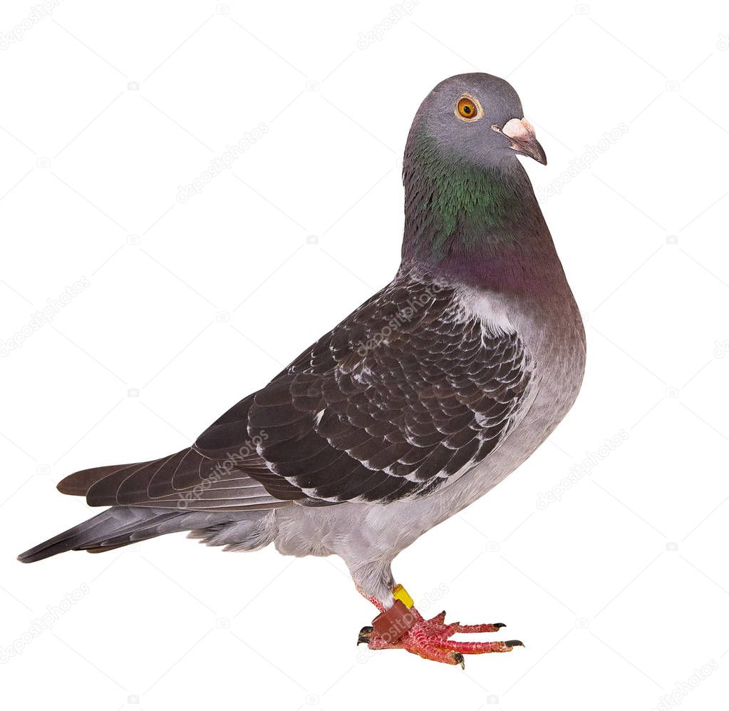 full body of black feather homing pigeon bird isolated white bac
