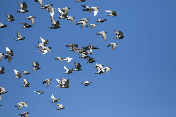 flock of homing pigeon flying against clear blue sky