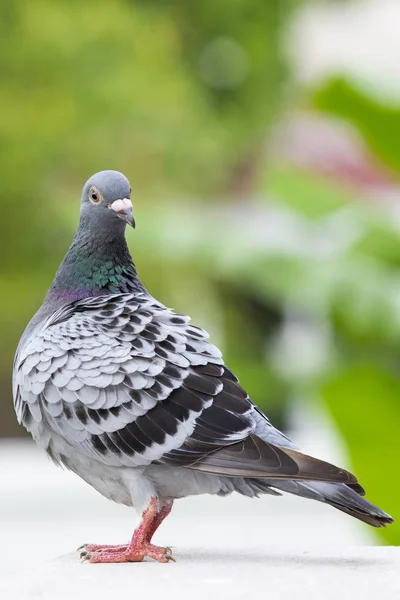 Full Body Homing Pigeon Preening Feather — Stock Photo, Image