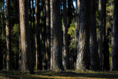 tayland kuzeyinde chiangmai çam ekim i