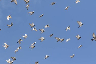 Açık mavi gökyüzünde uçan hız yarış güvercini sürüsü