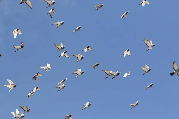 Zwerm snelheidsvliegduiven tegen helderblauwe lucht — Stockfoto