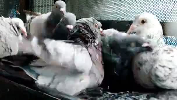 maison pigeon baignade dans le grenier à la maison 