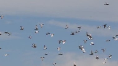 gökyüzü üzerinde uçan hızlı yarış güvercin Flock