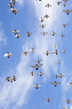 hızlı yarış güvercin güzel açık mavi karşı uçan Flock