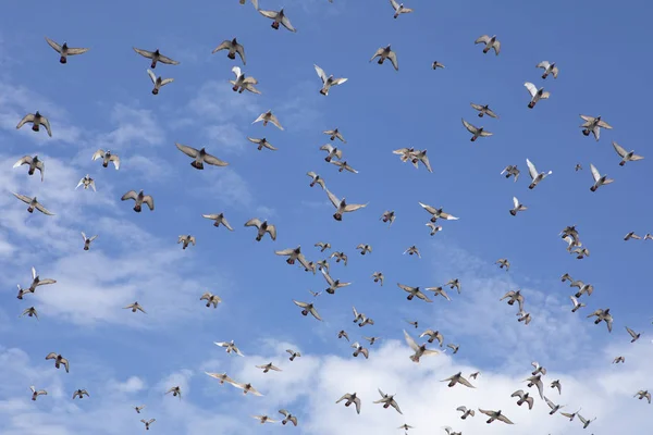 Flock of speed racing pigeon flying against beautiful clear blue Royalty Free Stock Images