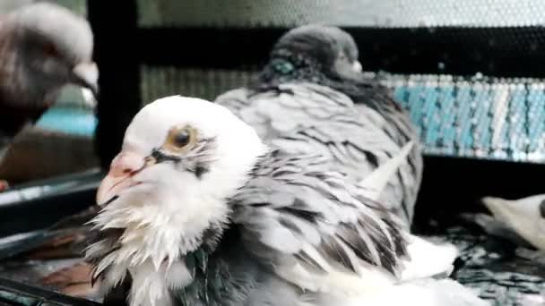 Maison Pigeon Baignade Dans Grenier Maison — Video
