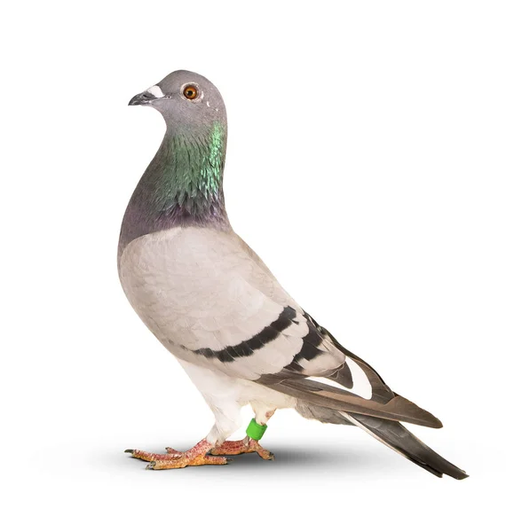 Speed-Renntaube Vogel isolieren weißen Hintergrund — Stockfoto