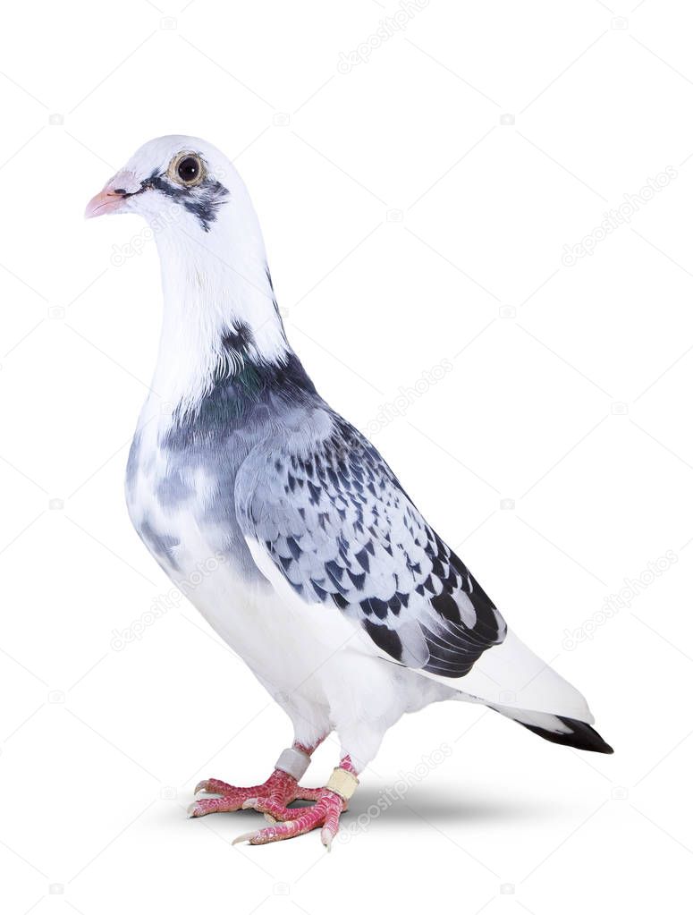 full body of beautiful homing pigeon bird isolated white backgro