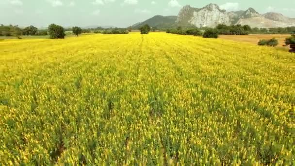 Vista Aérea Del Campo Flores Cáñamo Sol Amarillo Prado Agricuilture — Vídeos de Stock