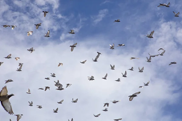 Kudde snelheidsvliegduiven die vliegen tegen de blauwe lucht — Stockfoto