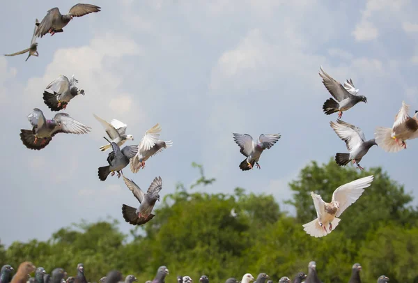 Flock hastighet racing duva brid flyger — Stockfoto