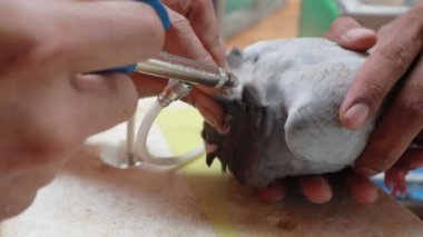 homing güvercin üzerinde veteriner aşısı