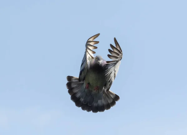 Pombo de penas brancas voando contra o céu azul claro — Fotografia de Stock