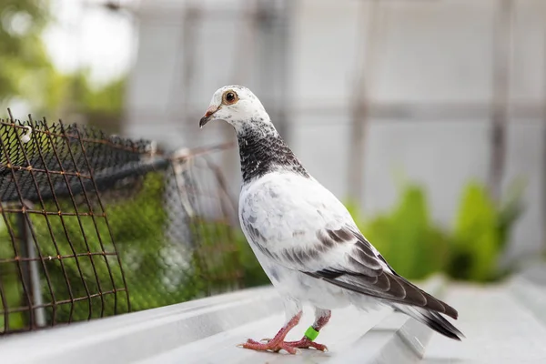 Barnslig av homing duva anseende igen gräsplan oskärpa bakgrund — Stockfoto