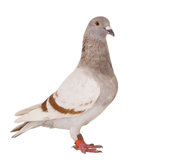 Mealy feather of homing pigeon bird isolated white background — Stock Photo, Image