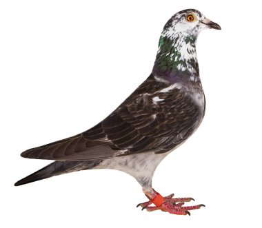 grizt renk hız yarış güvercini kuş ayrı tut moduyla white'nın tam vücut 