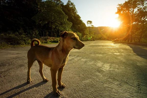 Binnenlandse hond staande tegen mooie zon licht — Stockfoto
