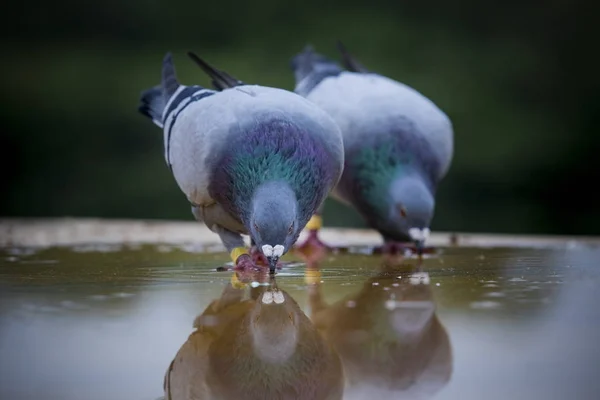 Zwei Haustauben trinken Wasser auf Dachboden — Stockfoto