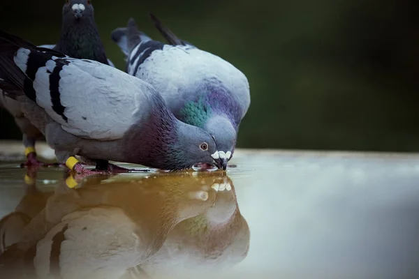 Zwei Haustauben trinken Wasser auf Dachboden — Stockfoto