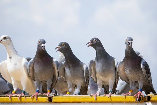 Homing gołąb ptak perching na dachu domu Loft — Zdjęcie stockowe