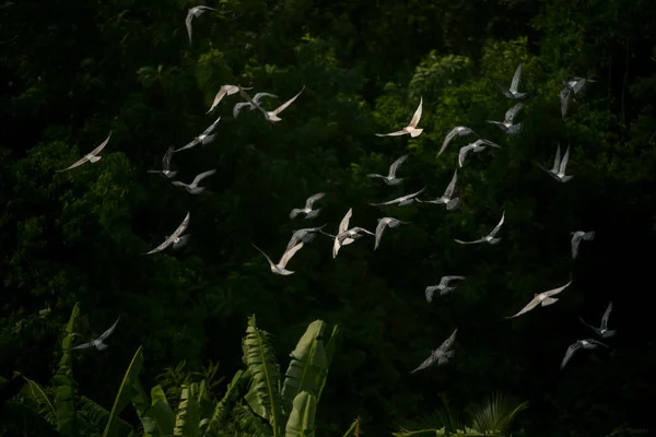 Taubenschwarm fliegt gegen grünes Laub — Stockfoto