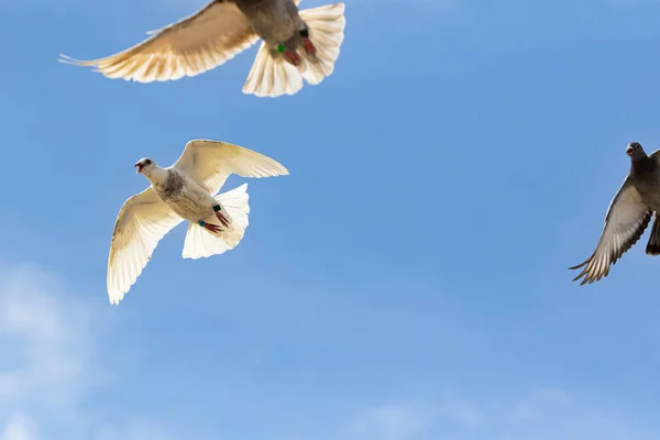 White feather duiven vliegen tegen duidelijke blauwe hemel — Stockfoto