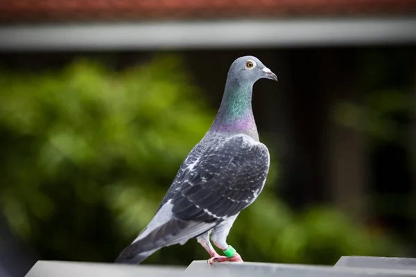 Homing pombo pássaro de pé no telhado loft casa — Fotografia de Stock