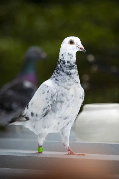 Corpo cheio de pombo homing em pé no telhado do loft em casa — Fotografia de Stock