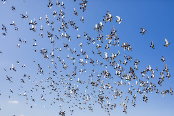 flock of speed racing pigeon flying against clear blue sky
