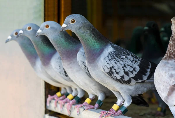 Homing Pigeon Neerstrijken Home Loft — Stockfoto