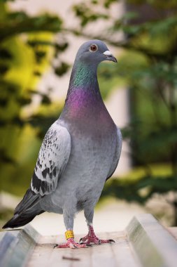 Yuvanın çatısında duran posta güvercini