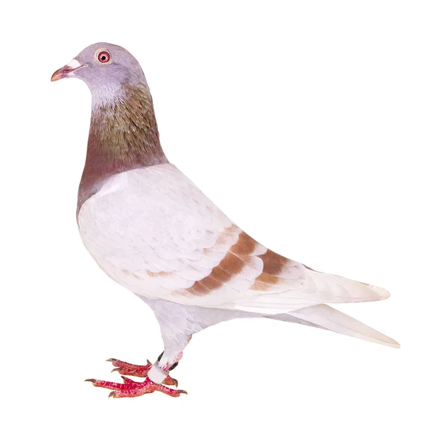 Side view full body of red mealy homing pigeon feather isolated — Stock Photo, Image