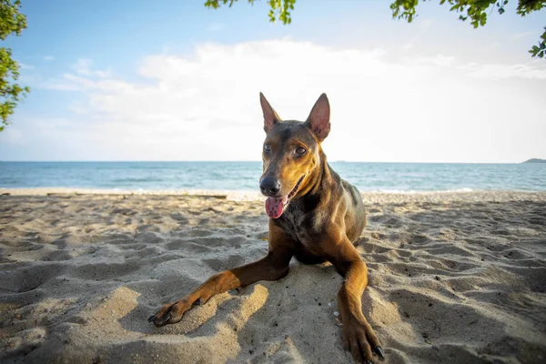 Straßenhund liegt entspannt am Sandstrand — Stockfoto