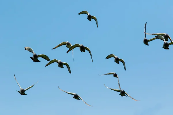 澄んだ青い空を飛ぶ鳩の群れ — ストック写真