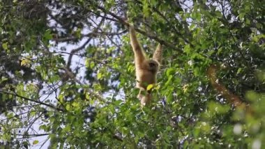 Beyaz el şablonu ağaç dalı Khao yai Ulusal Parkı Tayland 'a tırmanıyor