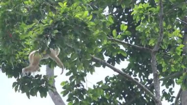 Beyaz el şablonu ağaç dalı Khao yai Ulusal Parkı Tayland 'a tırmanıyor