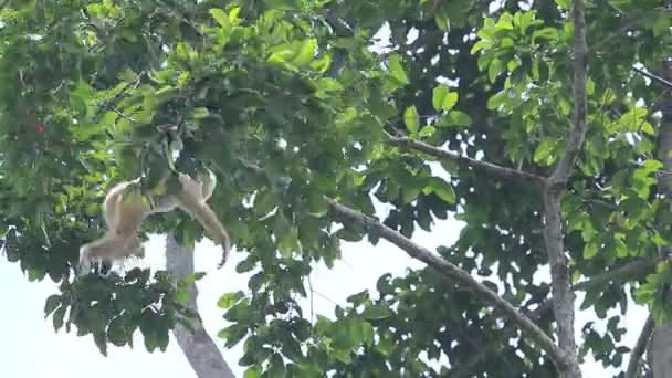 Λευκό Χέρι Gibbon Αναρρίχηση Δέντρο Υποκατάστημα Khao Yai Εθνικό Πάρκο — Αρχείο Βίντεο