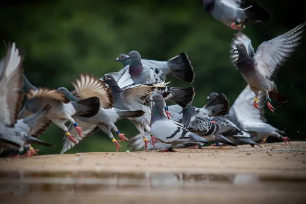 Zwerm Thuisvliegende Duiven Vanaf Het Dak — Stockfoto