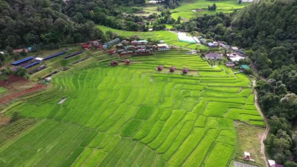Letecký Pohled Rýžové Pole Doi Inthanon Chiangmai Severně Thajska — Stock video