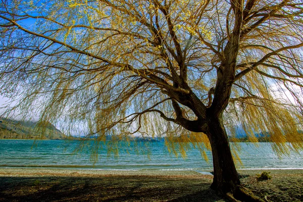 Красивое Дерево Озере Wanaka Southland Новое Рвение — стоковое фото