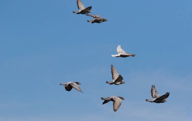 Açık mavi gökyüzünde uçan hız yarış güvercini sürüsü