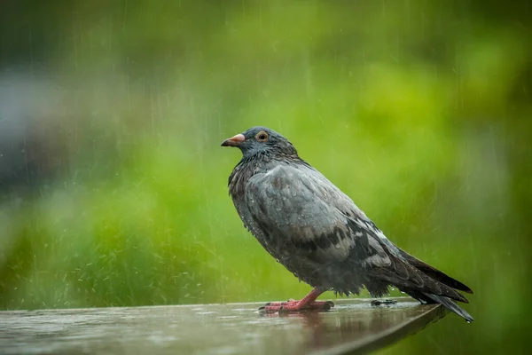 Pigeon Debout Tandis Que Ruing Dur Tombant Sur Fond Vert — Photo
