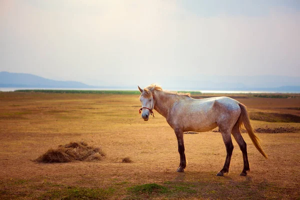 Cavalo Branco Belo Campo Fazenda — Fotografia de Stock