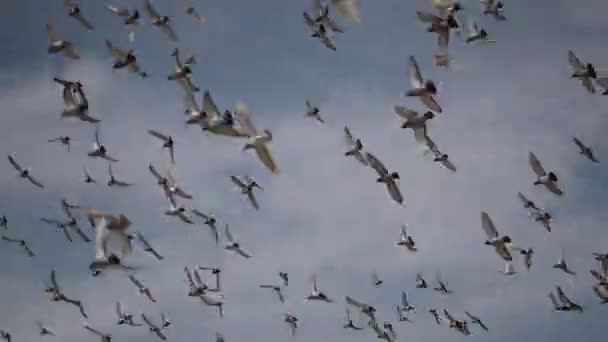 Flock Homing Duva Flyger — Stockvideo